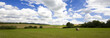 Sommerliches Feld