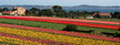 tulipes