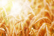 Wheat in early sunlight
