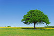 Baum, Eiche