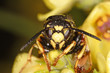 Hornet