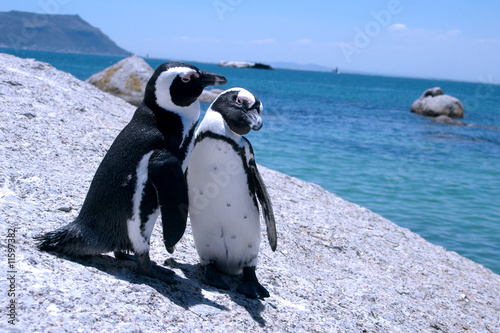 Photo: Love-birds. Two penguins at Boulders beach, South Africa Love-birds. Two penguins at Boulders beach, South Africa