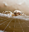 Spider web and spider
