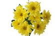 Yellow chrysanthemum
