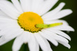 Caterpillar on Chamomile