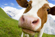 Curious Swiss cow Curious Swiss cow