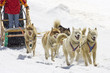 Dogsledding