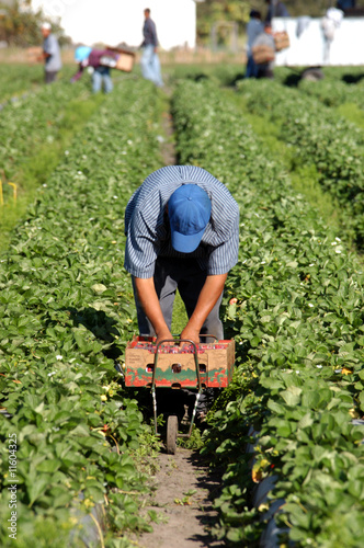 Photo: Strawberry picker migrant woorkers Strawberry picker migrant woorkers