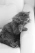 Chat chartreux persan gris
