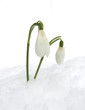 Schneegloeckchen