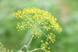 Blooming fennel in a garden - Anethum graveolens
