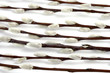 Twigs of the willow