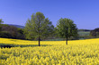 Rapsfeld; Taunus