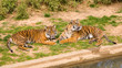 Tigers in zoo Tigers in zoo