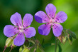 Two wild flowers