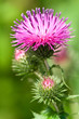 Thistle macro Thistle macro