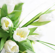 White tulips in close up White tulips in close up