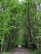 Allée dans un parc. Allée dans un parc.