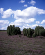 Lueneburger Heide
