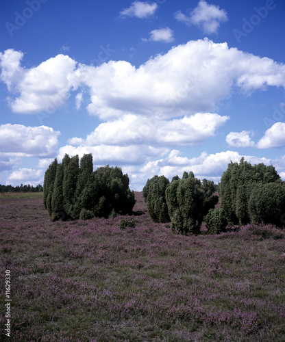 Lueneburger Heide Lueneburger Heide