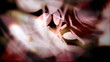 Wedding background