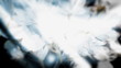 Wedding background