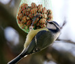 Blaumeise