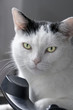 Cat on the phone!