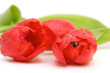 red tulips isolated on white. valentine's day