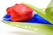 red tulips isolated on white. valentine's day