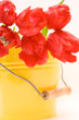 red tulips isolated on white. valentine's day