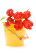 red tulips isolated on white. valentine's day