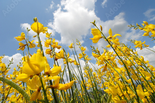 Photo: ginestre2 ginestre2