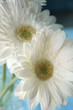 White Daisies