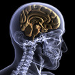 Skeleton X-Ray - Half A Mind