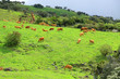 vaches limousines au pâturage vaches limousines au pâturage