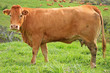 vache limousine vache limousine