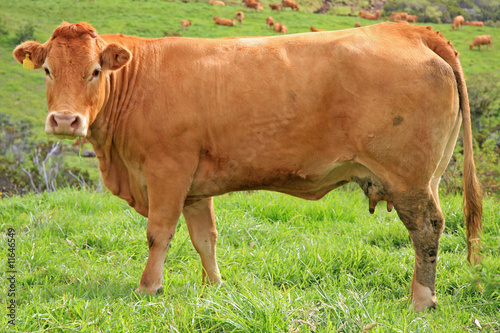 vache limousine