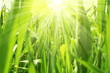 Grass on sunny light