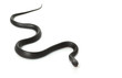 Eastern Indigo Snake Eastern Indigo Snake