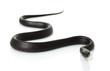 Eastern Indigo Snake Eastern Indigo Snake