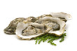 opened oysters on white background