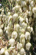 yucca