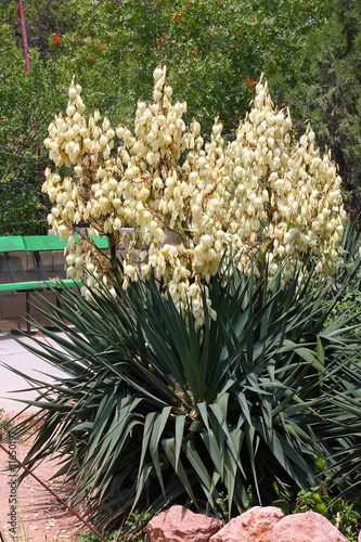 yucca