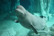 Beluga Beluga