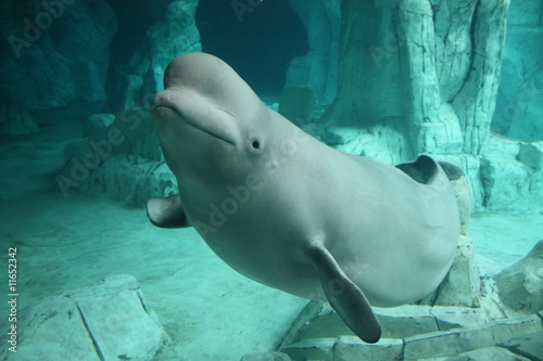 Photo: Beluga Beluga