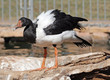 Black and white bird Black and white bird