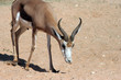 Deer with horns Deer with horns