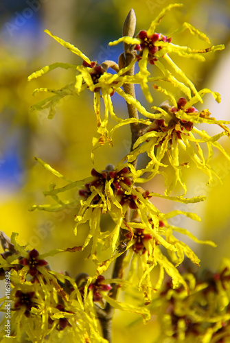 Photo: Hamamelis 08 Hamamelis 08