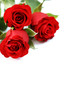 three roses